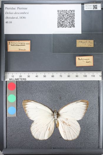 Media type: image;   Entomology 130190